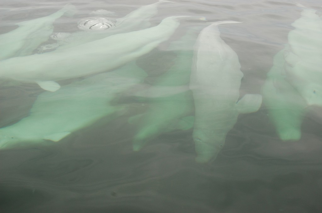 Clear water in the mouth of the Churchill River.