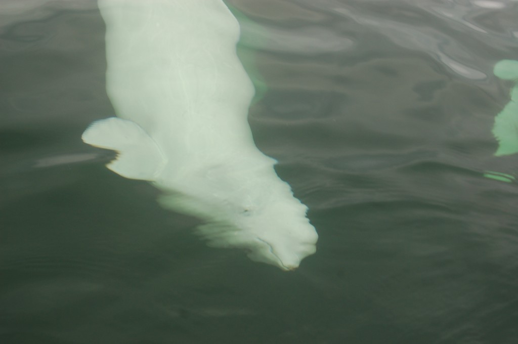 A beluga whale under water in the Churchill River.