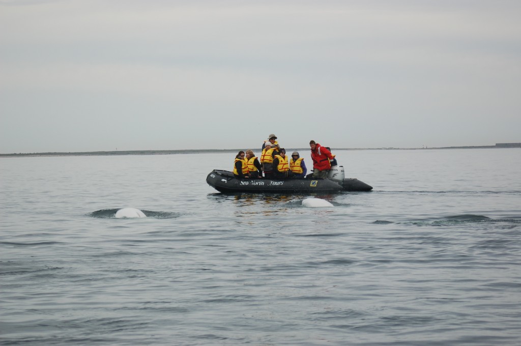 DSC_0423 Travelers get intimate with beuga whales from a zodiac.