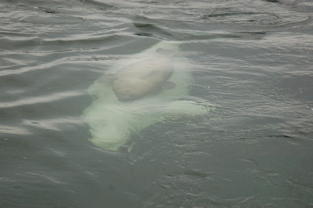 Beluga sow and calf swimming in sync through the Churchill River.