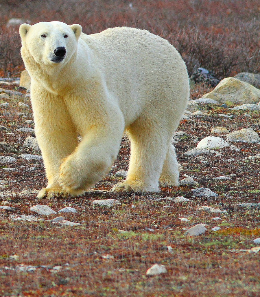 Polar bear on the Hudson Bay coast
