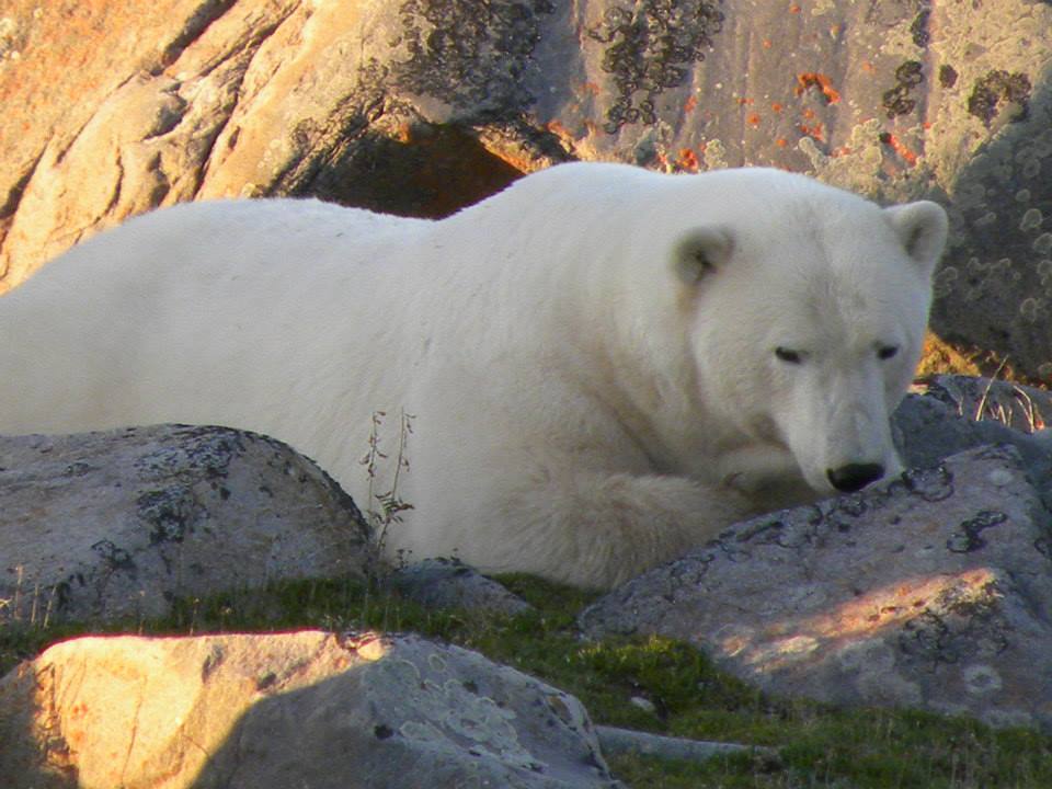 1234828_10151923873863474_1979677196_n