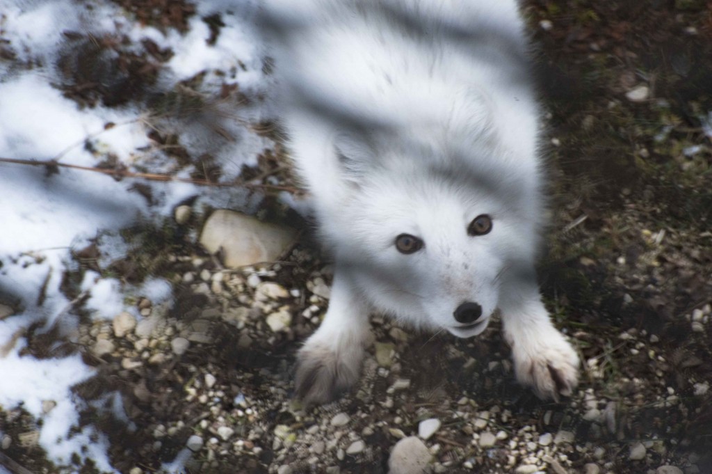 Arctic fox inquisitive of travelers. Colby Brokvist photo.
