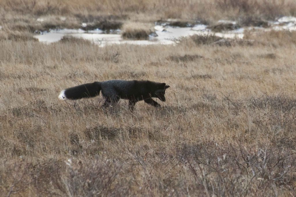 Silver fox scouring tundra for lemmings. Colby Brokvist photo