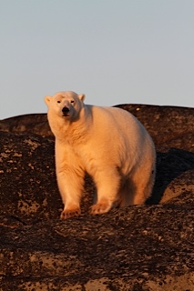 Three Churchill Polar Bear Scares