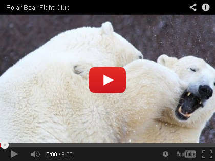 Polar bear season upon us