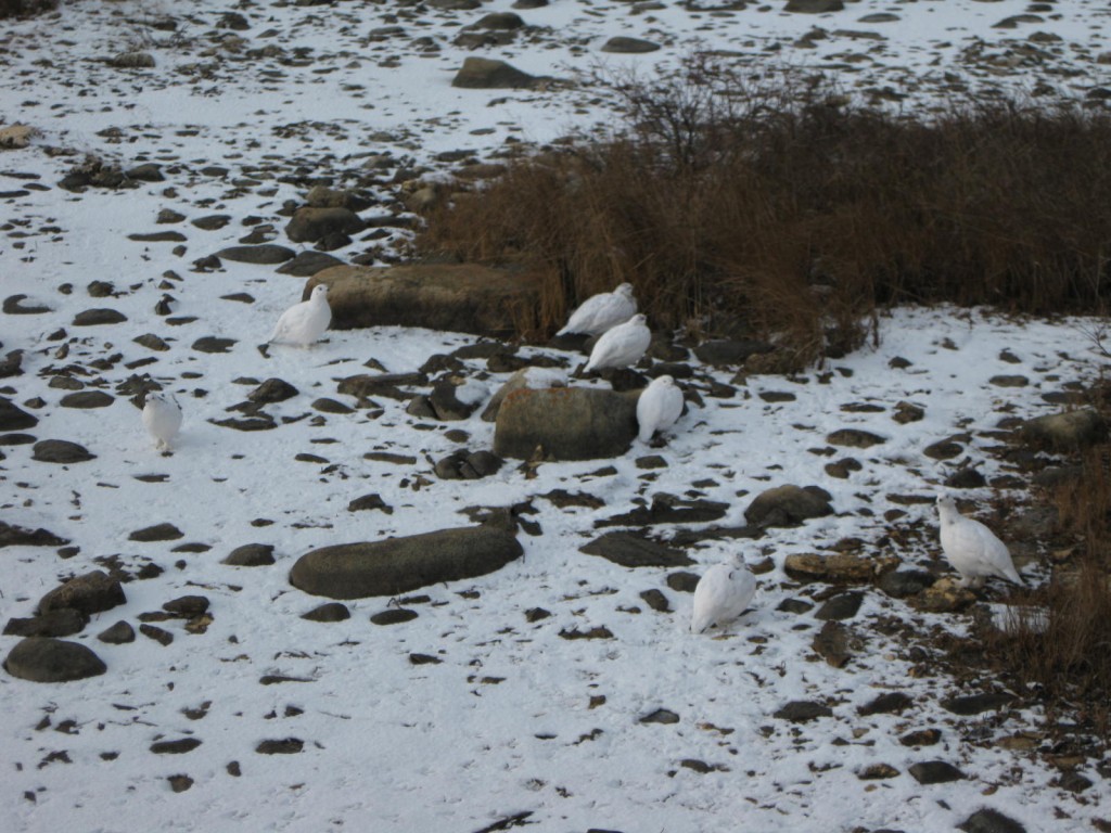 Ptarmigan on the tundra. Karen Walker photo,