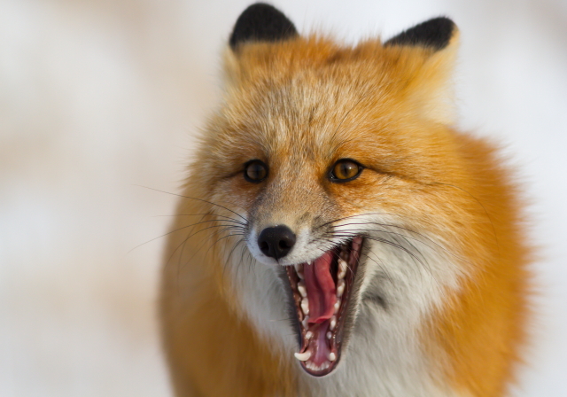 red fox on the Churchill, Manitoba tundra.
