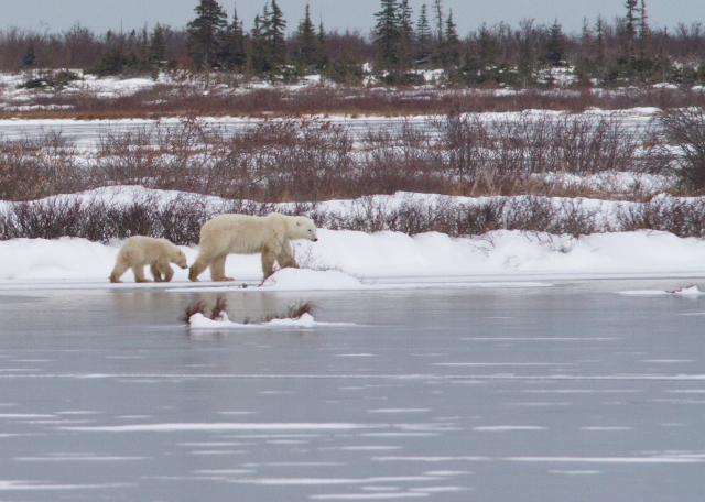 Sow and cub polar bear walk along a frozen tundra pond. Brad Josephs photo.