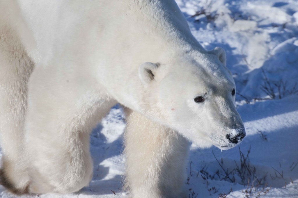 Polar bear in Churchill, Manitoba.
