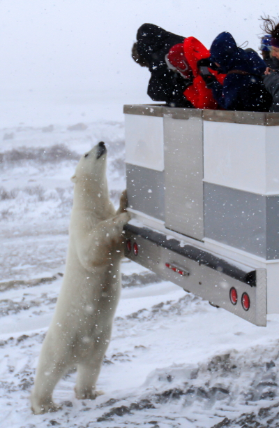 Inquisitive polar bear says hello to a group of travelers. Brad Josephs photo.