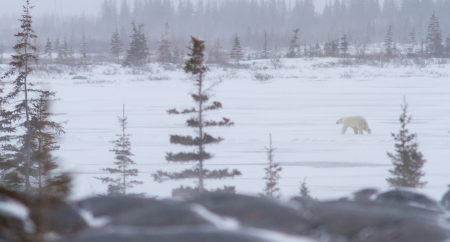 Churchill polar bear update