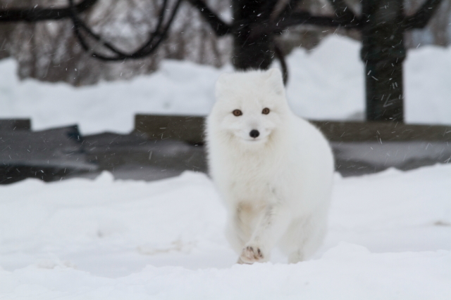Arctic fox Churchill, MB