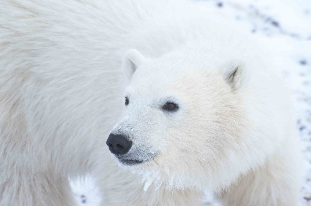 Young polar bear in the Churchill Wildlife Management Area. Colby Brokvist photo.