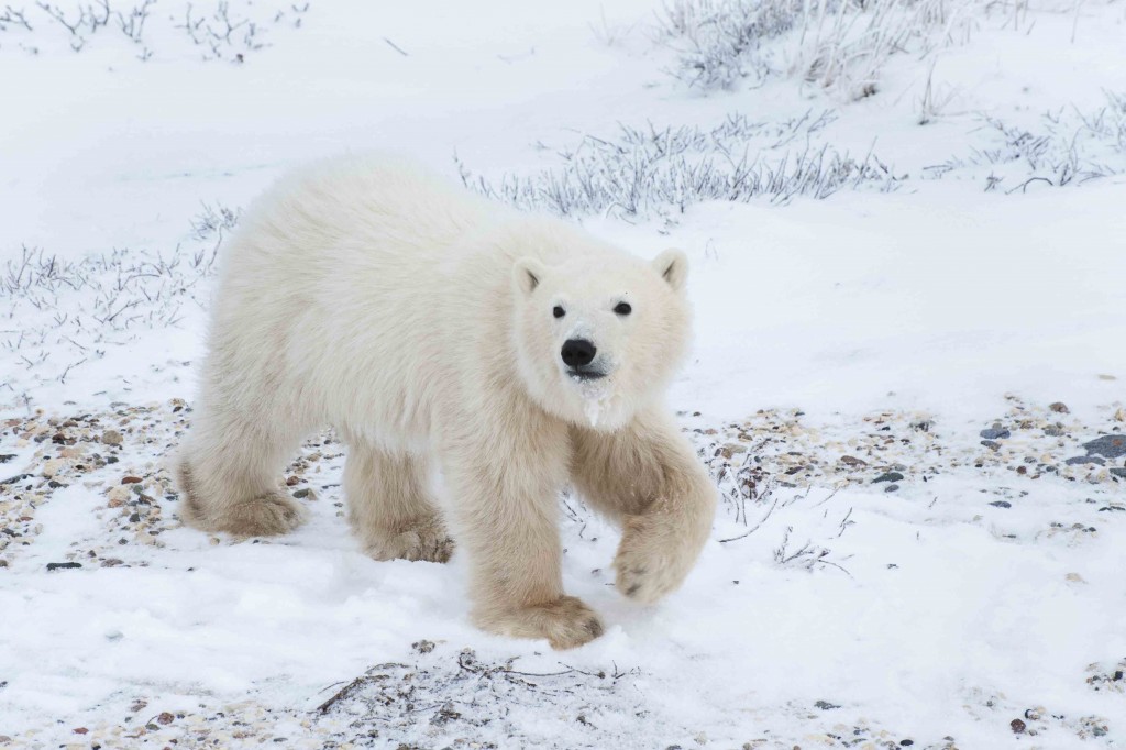 Young polar bear finding its' way along the tundra. Colby Brokvist photo.