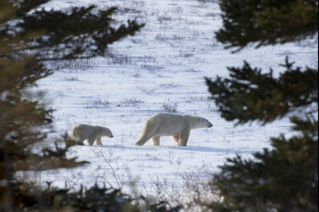 Sow and cub in Churchill, Manitoba wait for the ice to form.