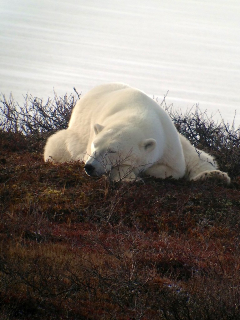 Polar bear in Churchill,MB.