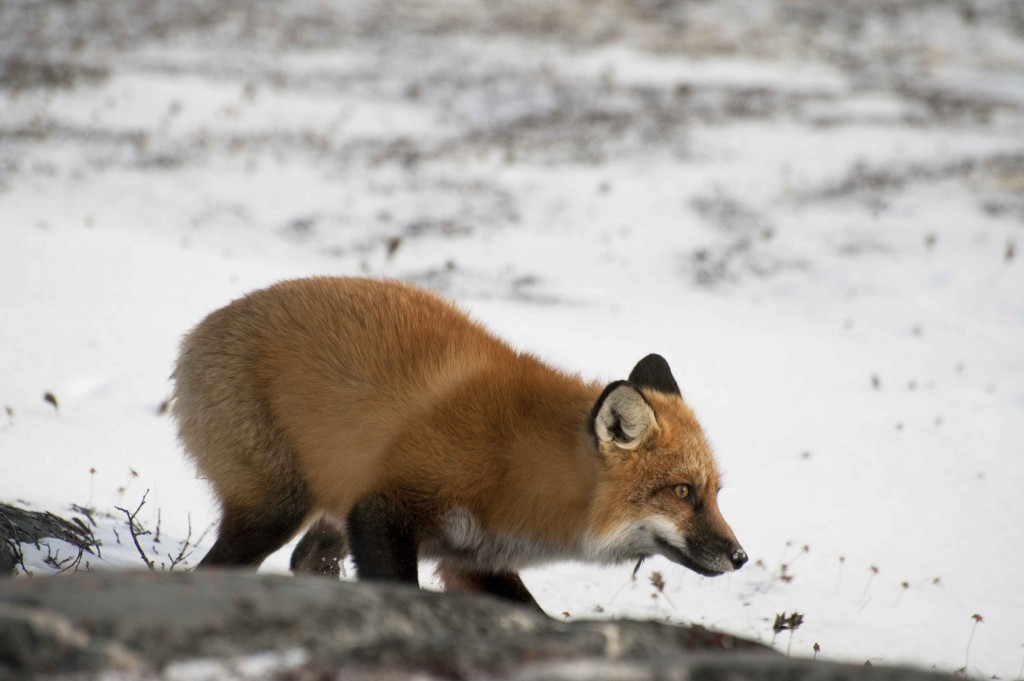 Red fox working the tundra. Colby Brokvist photo.