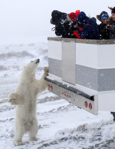 Polar bear checking out the people in a polar rover. Churchill.