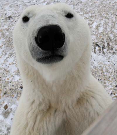 Polar bear in Churchill, Manitoba.