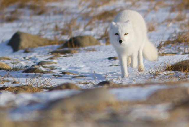 Arctic fox foraging along the tundra in Churchill, Manitoba.