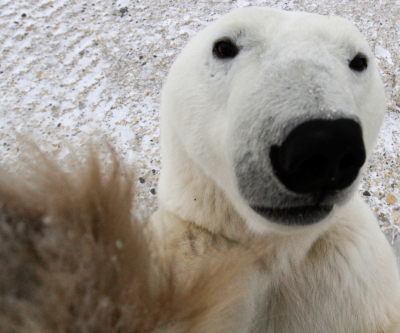 Polar bear in Churchill on polar rover.