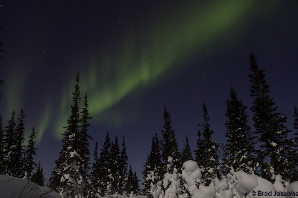 Aurora borealis over the edge of the boreal forest in Churchill, Manitoba.