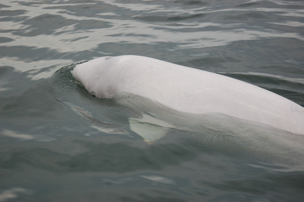 Beluga whale on the surface. Steve Selden photo.