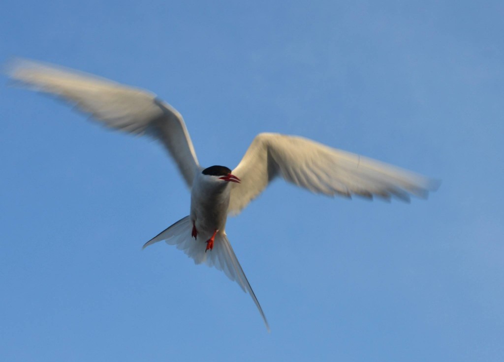 Arctic tern above the Hudson Bay in Churchill,Manitoba.