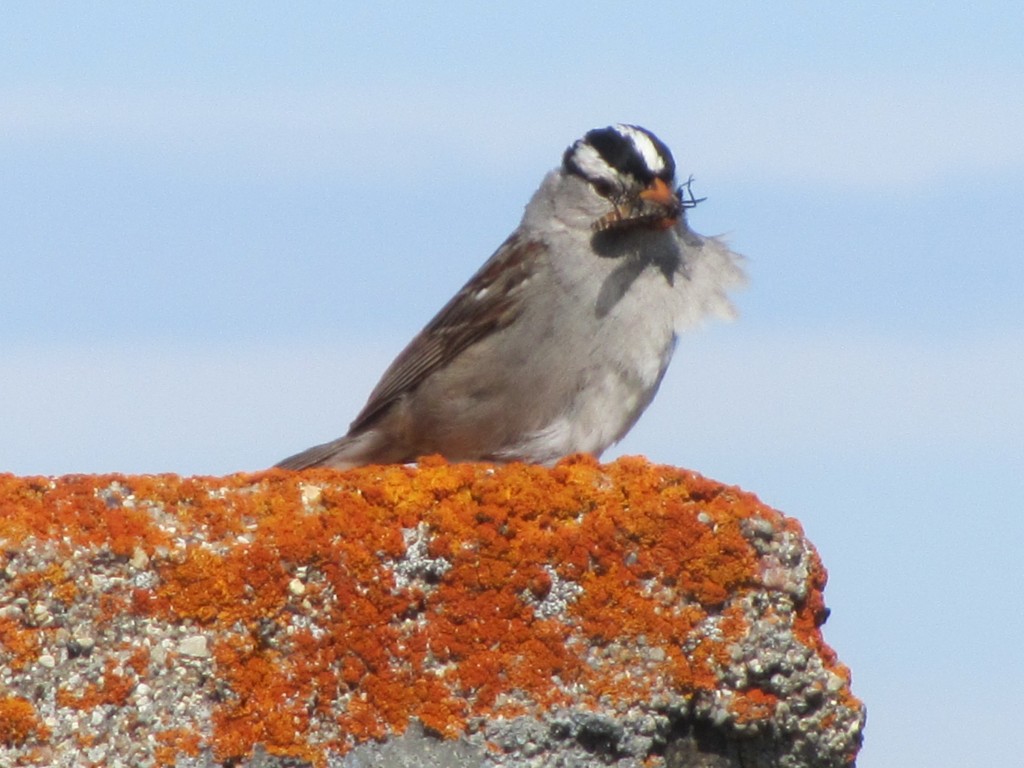 White crowned sparrow in Churchill, MB