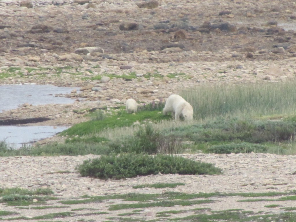 Polar bears on the coast. Stephanie Fernandez photo.