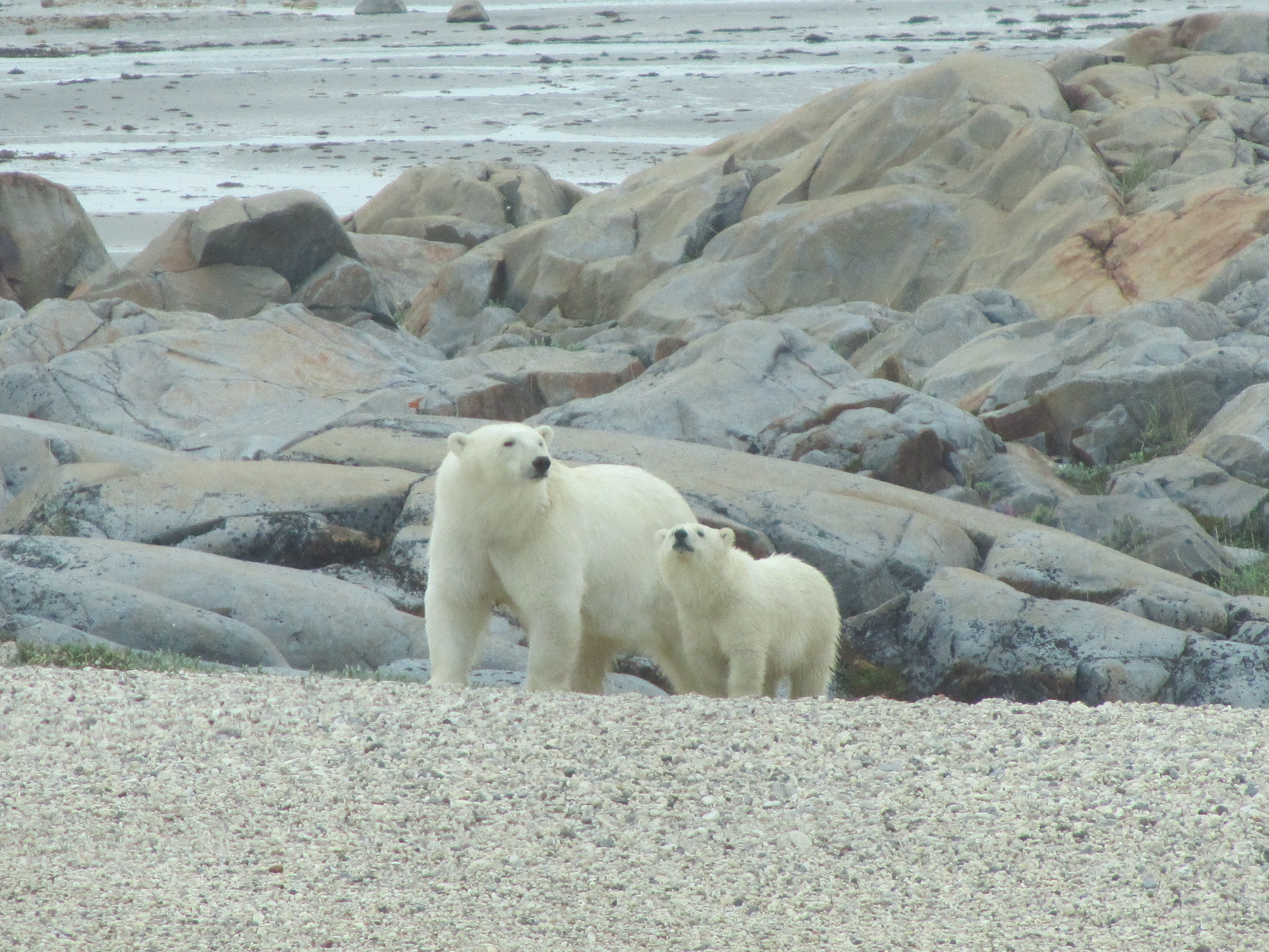 Summer furs on the tundra