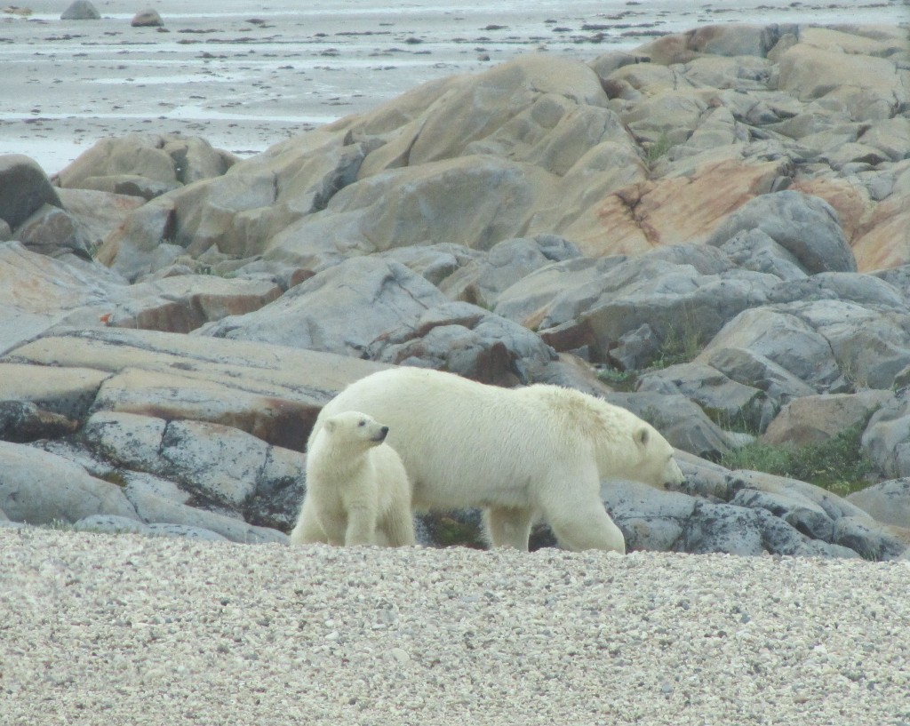 Polar bear sow and cub on the coast. Stephanie Fernandez photo.