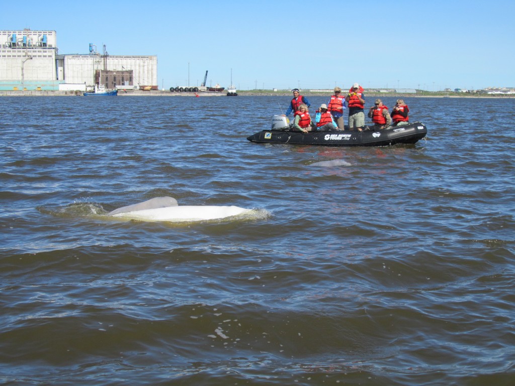 Beluga whales in the Churchill River under the watchful eyes of Natural Habitat travelers.