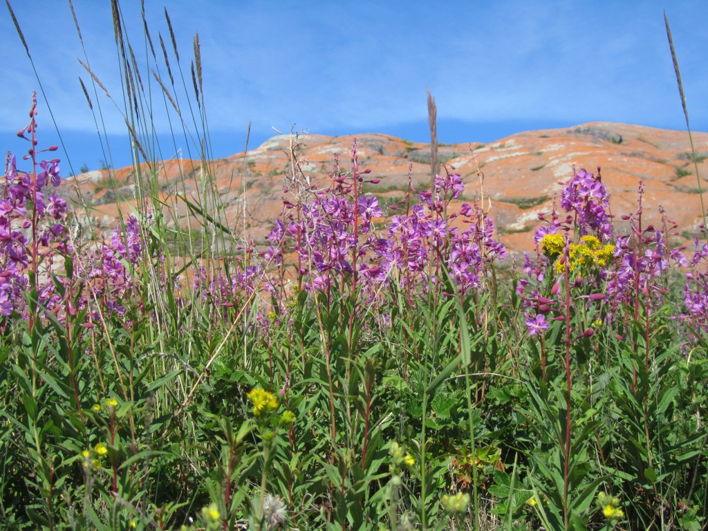 plant life and permafrost in Churchill.