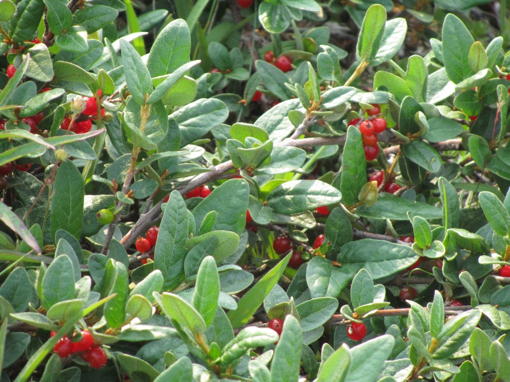 Wild berries in Churchill, MB.