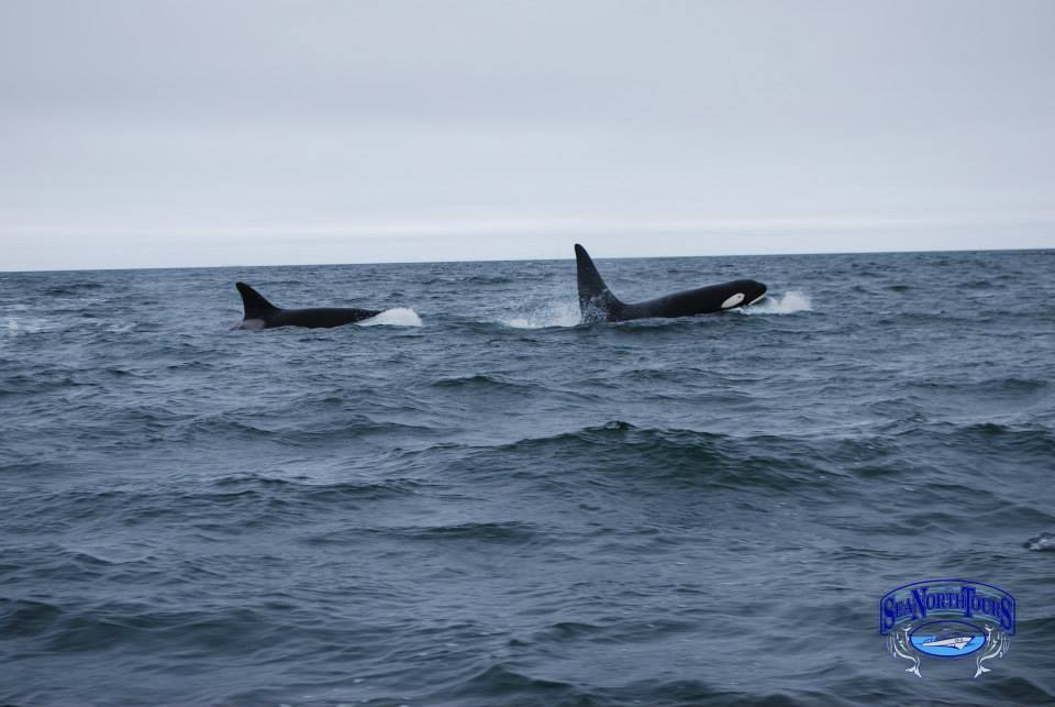 Orcas in the Hudson Bay
