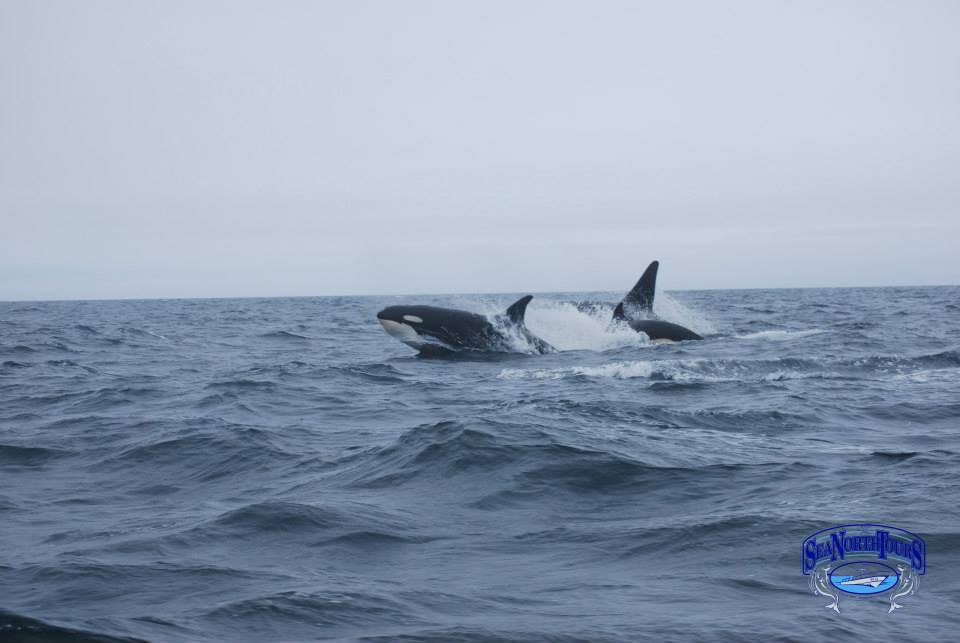 killer whales in the Hudson Bay near Churchill, Manitoba.