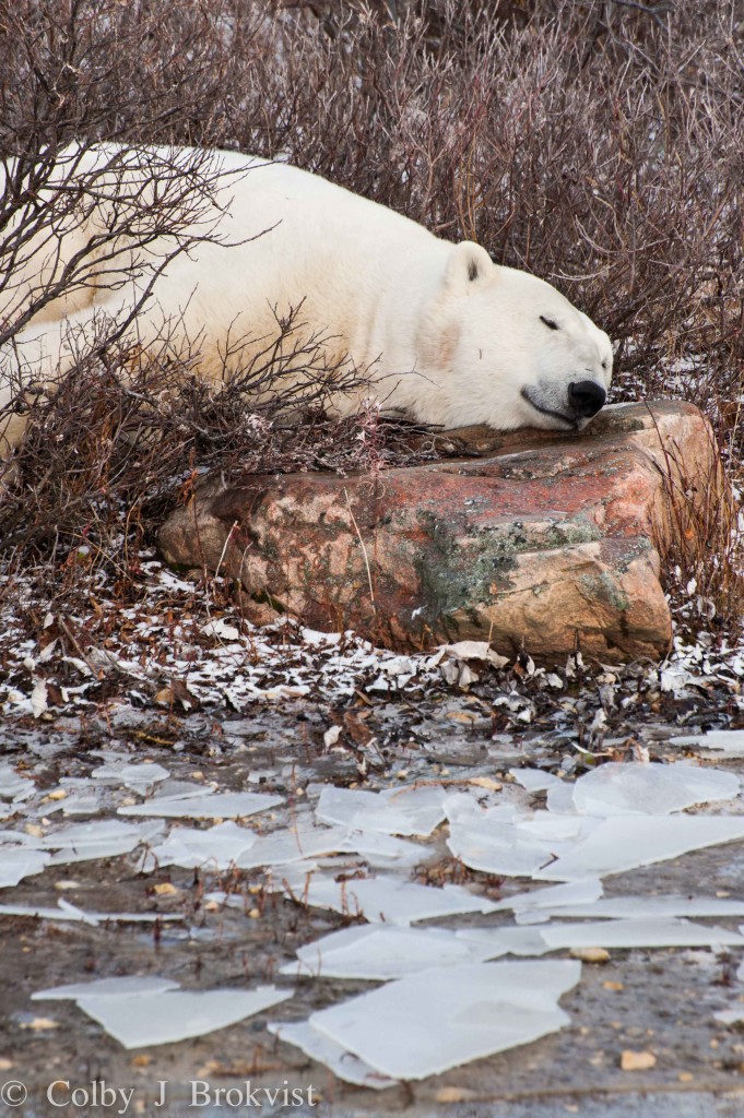Churchill polar bear resting on a rock.