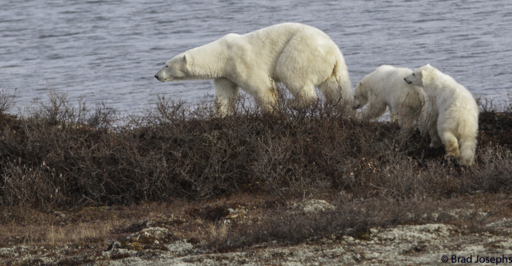 A mother polar bear and her two cubs on the move in order to avoid a male polar bear in Churchill, Manitoba.