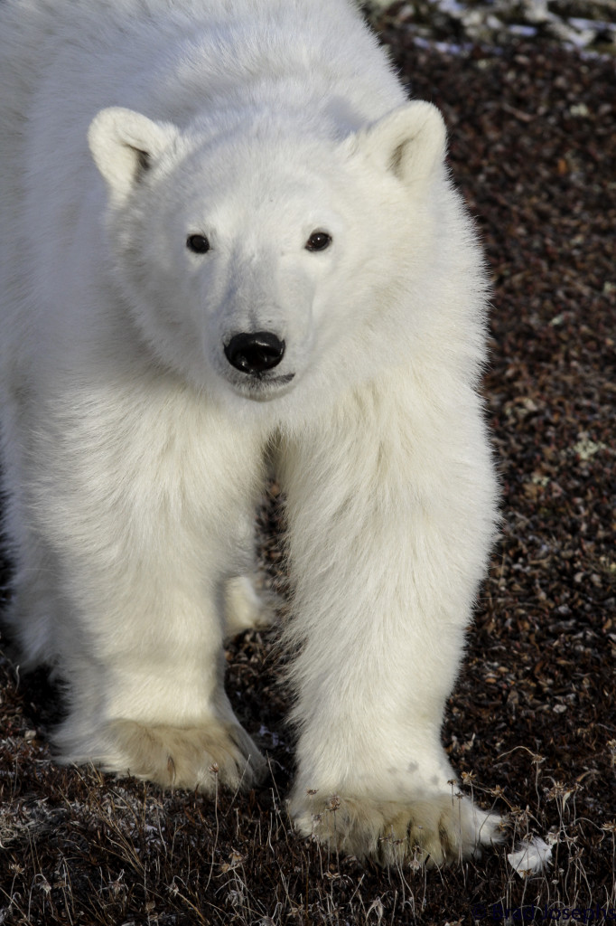 On of the first polar bears of the season sports a frosty white coat in Churchill, Manitoba.
