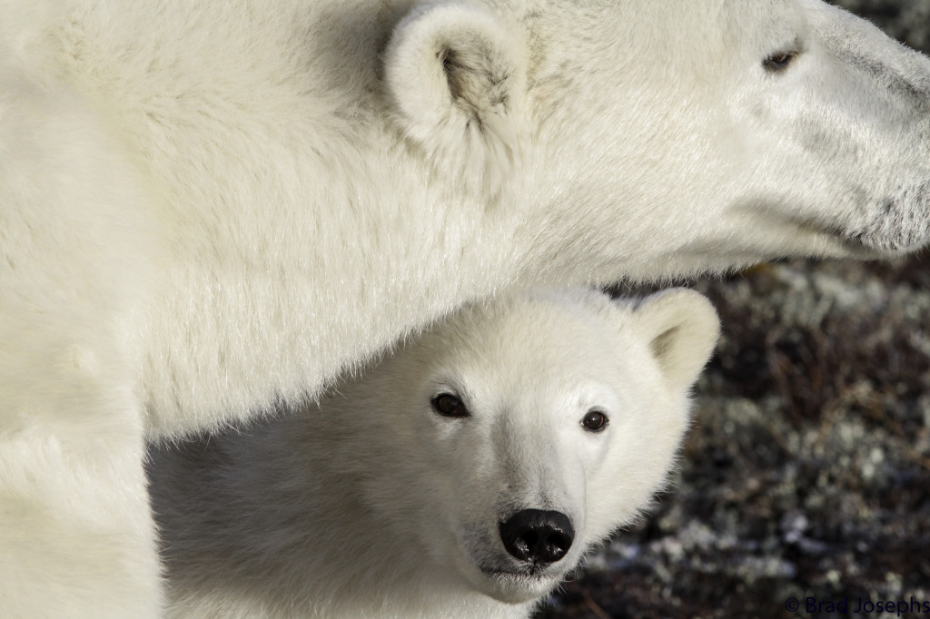 Sow and her cub polar bear in Churchill Wildlife Management Area Churchill,Manitoba.