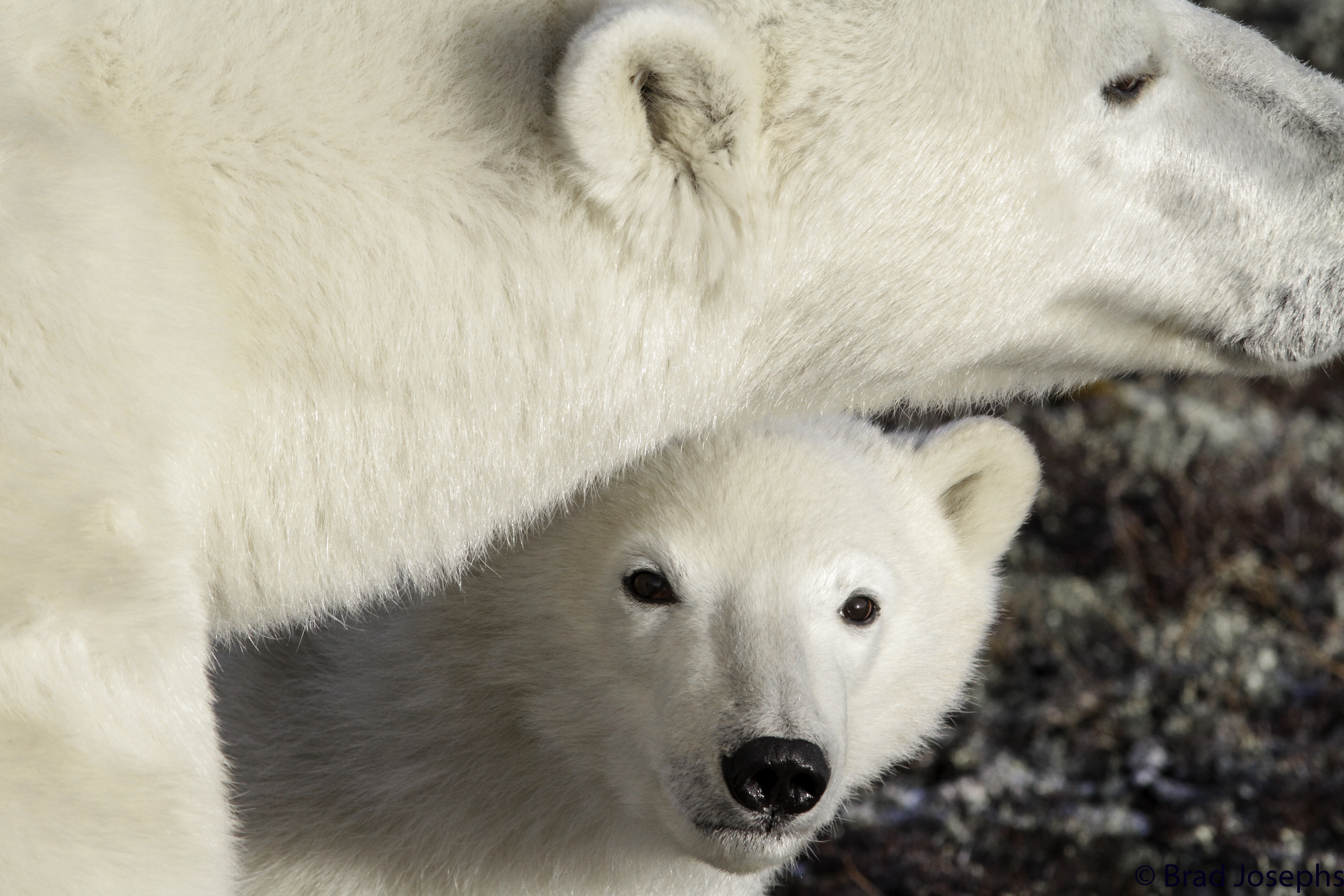 Bountiful Polar Bears and Other Arctic Wildlife