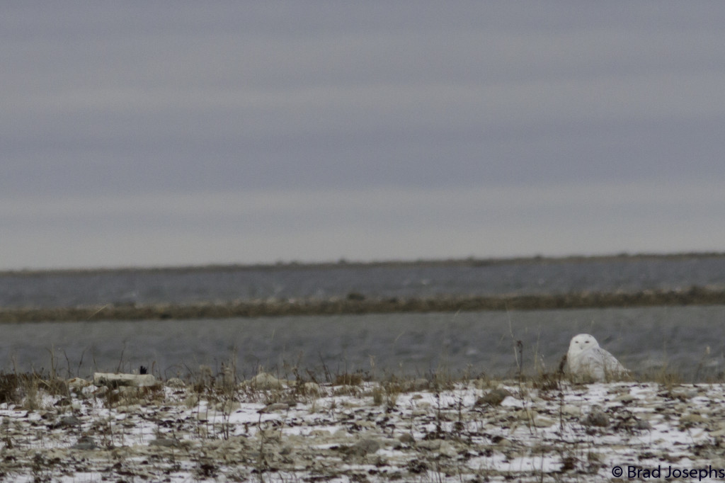 A snowy owl on the coast of the Hudson Bay in the Churchill Wildlife Management Area in Churchill, Manitoba.