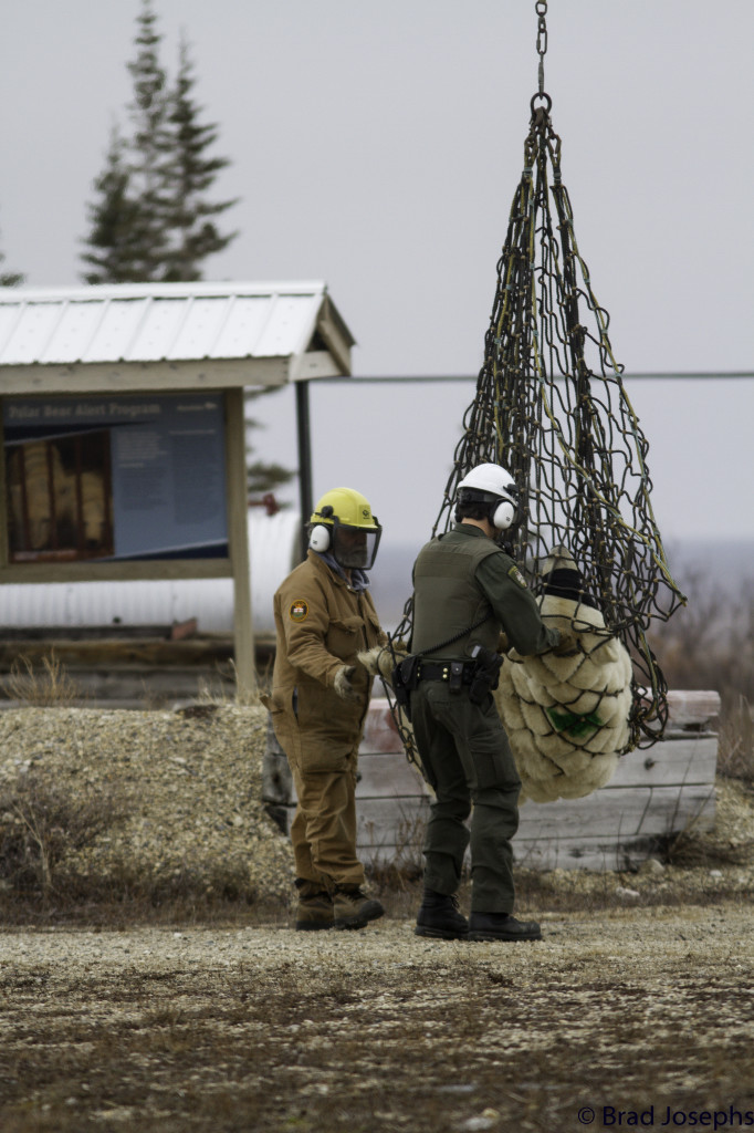 A polar bear lift is prepared by Manitoba Conservation officers in Churchill, Manitoba.