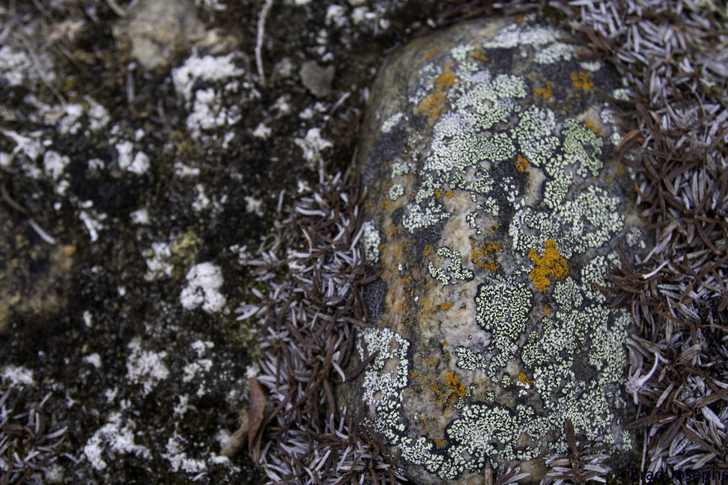 Lichens growing on a rock in the tundra of Churchill, Manitoba.