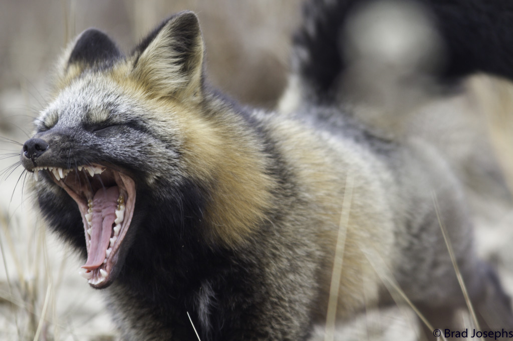 Rde fox showing a bit of stress in Churchill, MAnitoba.
