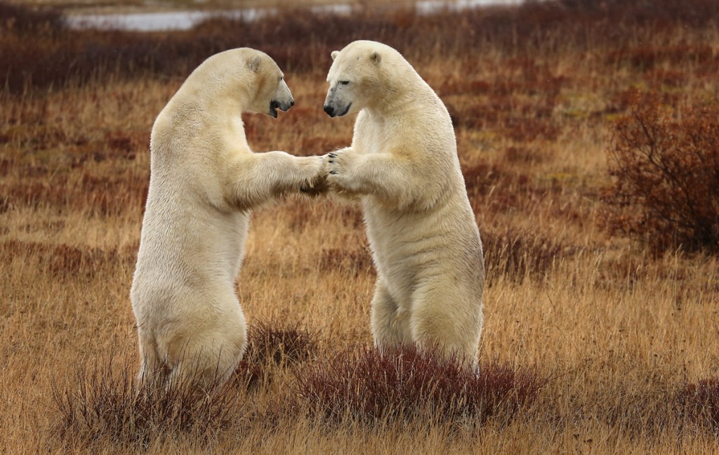 Polar bears sparring near the Tundra lodge in the Churchill Wildlife Managemnent Area.