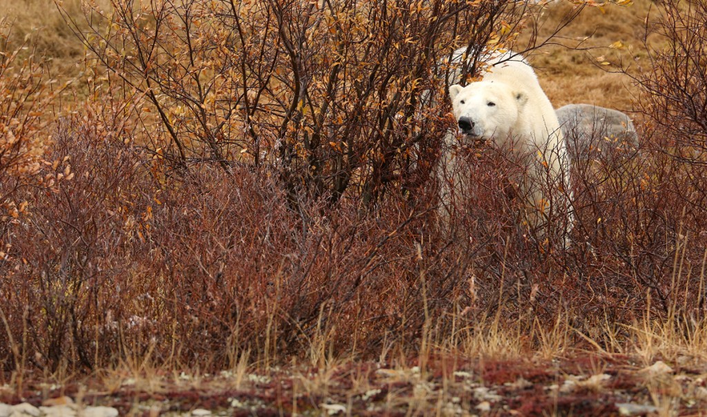 A polar bear lurking in the willows around Churchill, Manitoba.