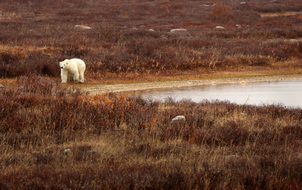 Polar bear by a pond in Churchill, Manitoba.